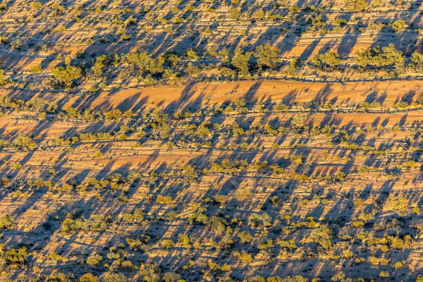 Desert-dry-river-beds-with-trees-south-australia-0Z8A0745
